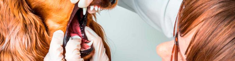higiene-bucal-blog