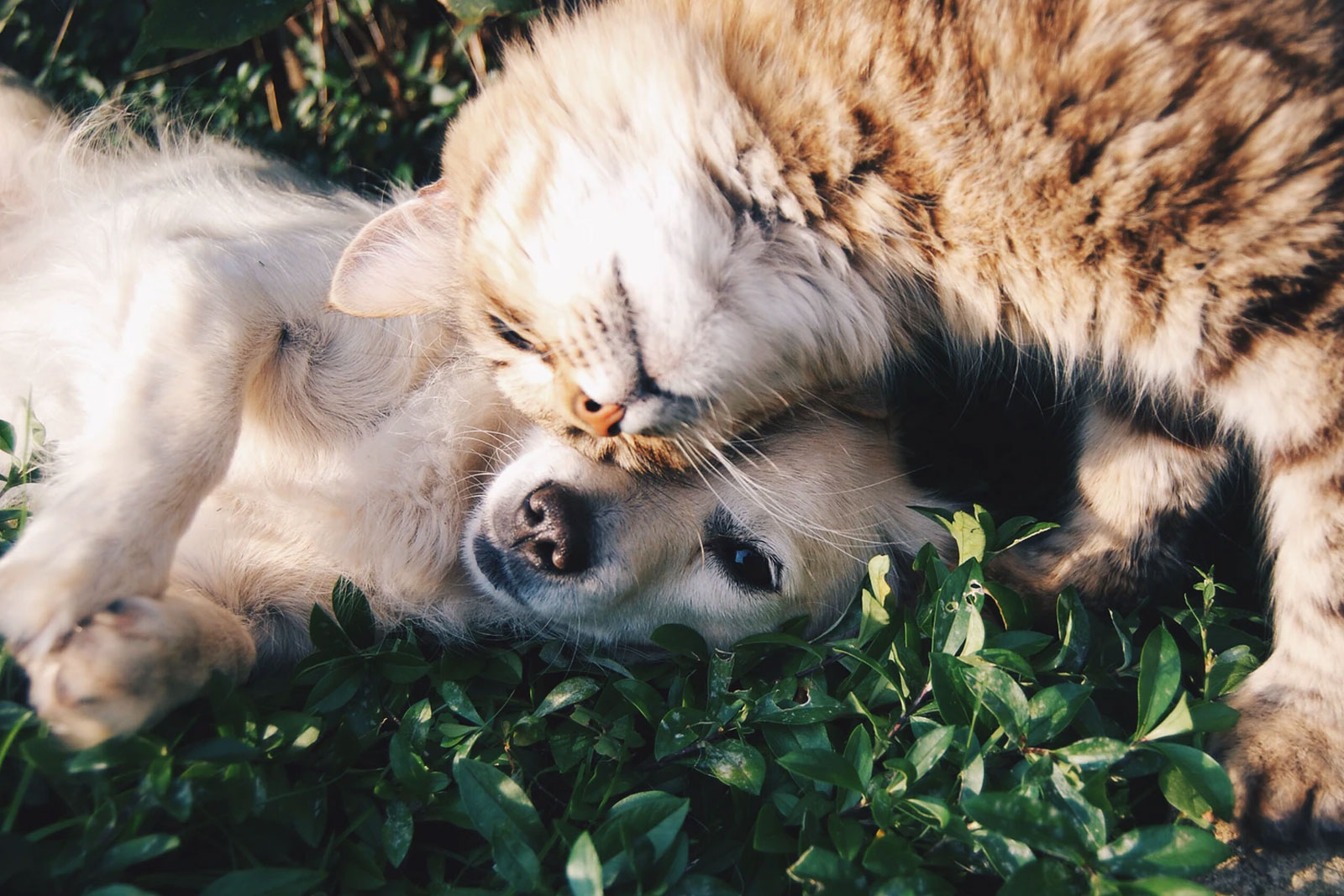 perro y gato tumbados en el cesped