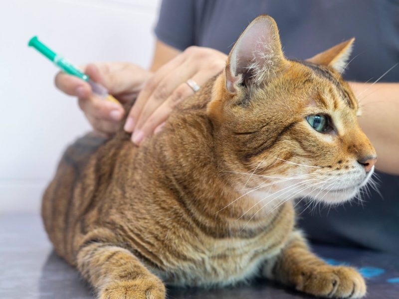 DOSVET-Veterinario-VilanovaGeltru-Medicinapreventiva-gato DOSVET Veterinario Vilanova Geltru Medicina preventiva mascotas