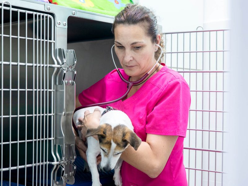 DOSVET Veterinario Vilanova Geltrú hospitalización de día mascotas