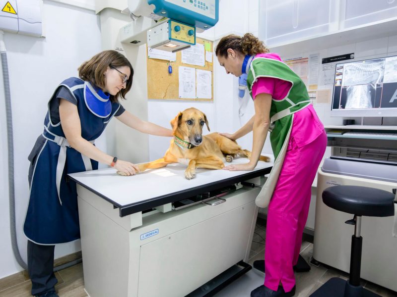 DOSVET-Veterinario-VilanovaGeltru-radiologia DOSVET Veterinario Vilanova Geltru Radiología mascotas