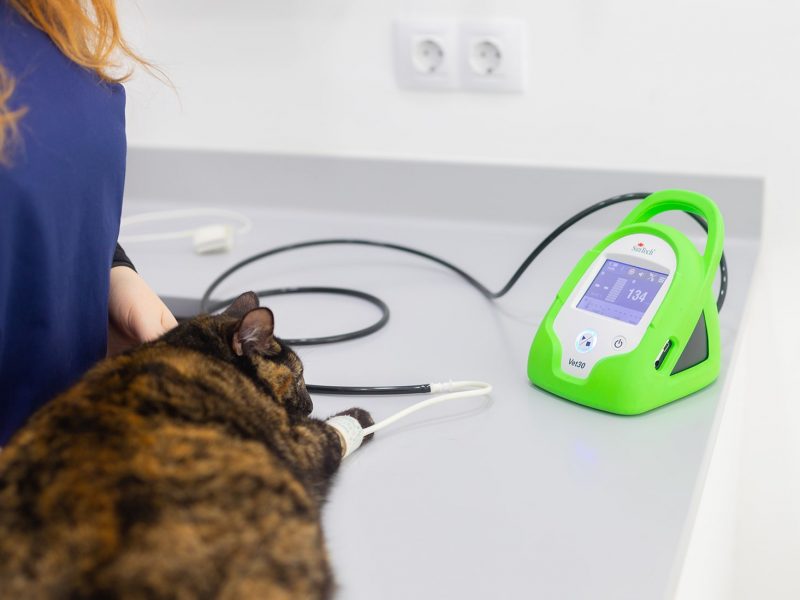 medicina-felina-dosvet-min espacio para gatos dosvet